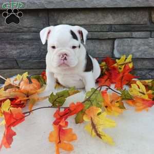 Lola, English Bulldog Puppy