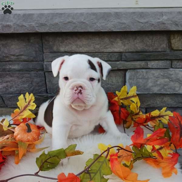 Lola, English Bulldog Puppy
