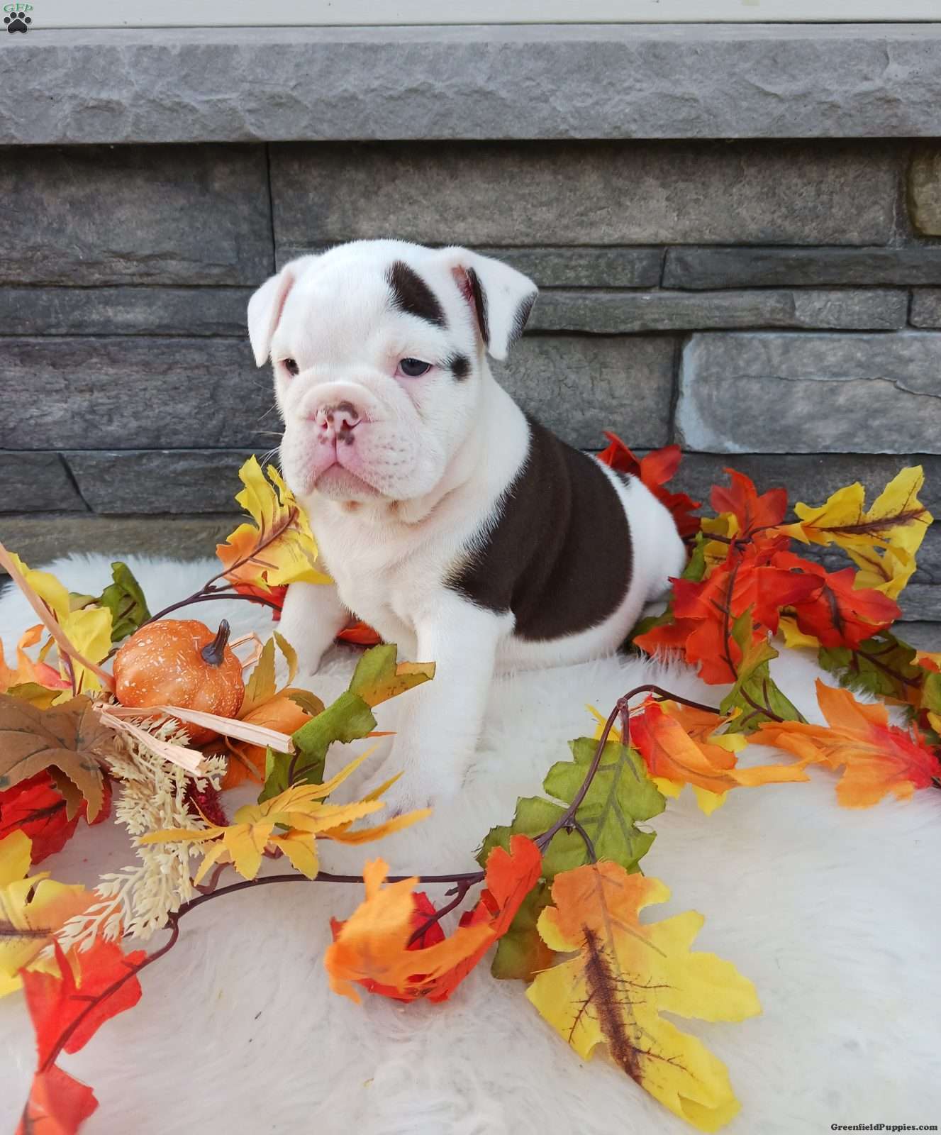 Lola (Bulldog, Female) in Martinsburg, PA