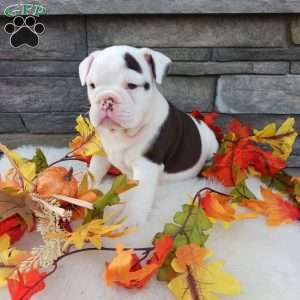 Lola, English Bulldog Puppy
