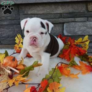 Lola, English Bulldog Puppy