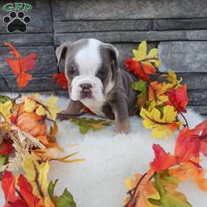 Maggie, English Bulldog Puppy