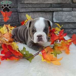 Maggie, English Bulldog Puppy
