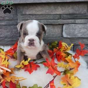Maggie, English Bulldog Puppy