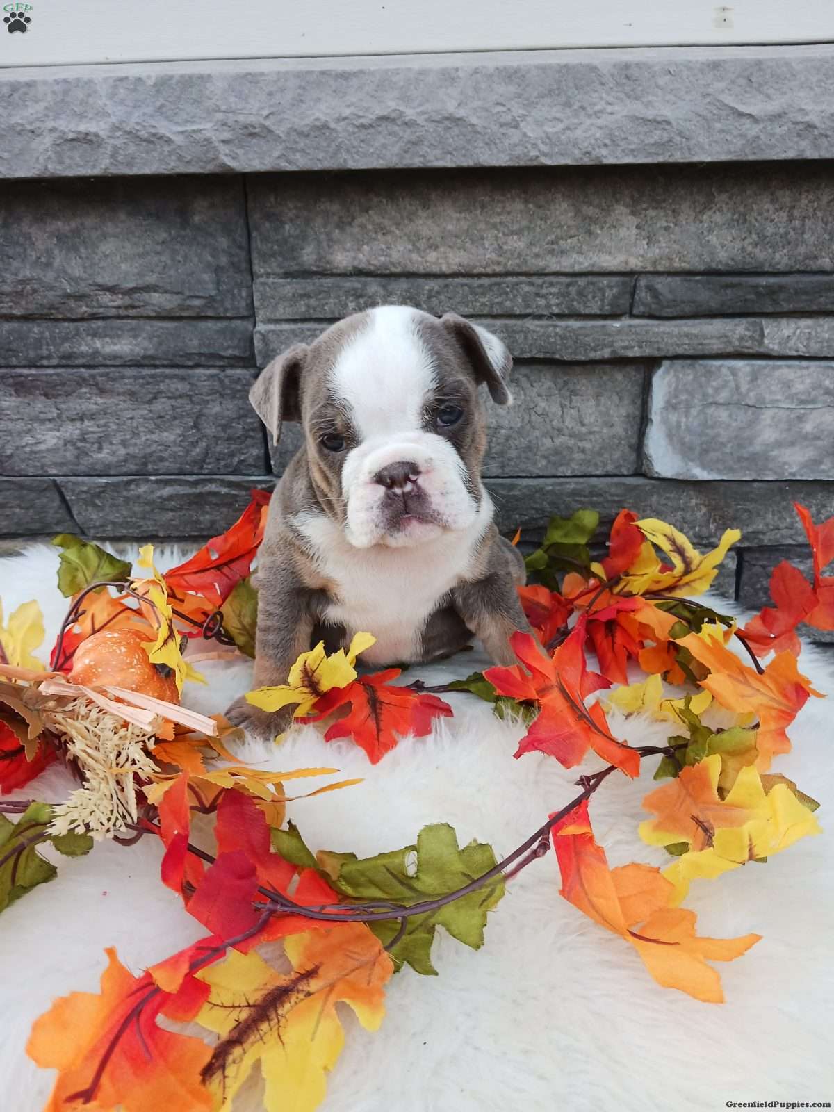Maggie (Bulldog, Female) in Martinsburg, PA