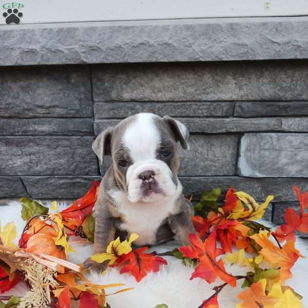 Maggie, English Bulldog Puppy