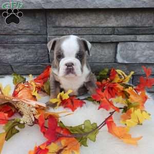 Maggie, English Bulldog Puppy