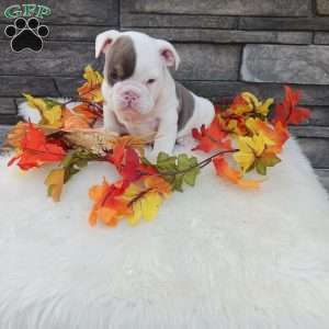 Daisy, English Bulldog Puppy