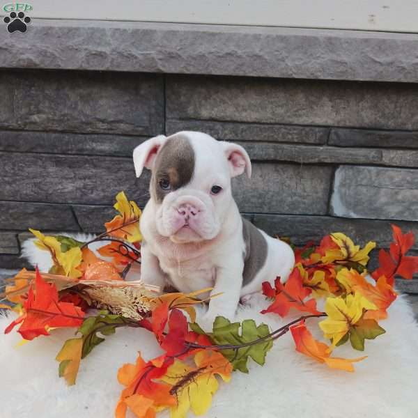 Daisy, English Bulldog Puppy