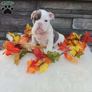 Daisy, English Bulldog Puppy