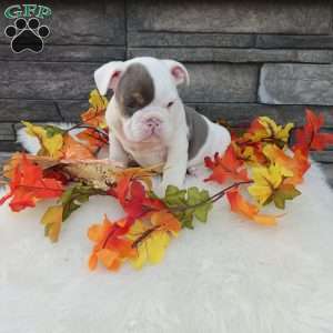 Daisy, English Bulldog Puppy