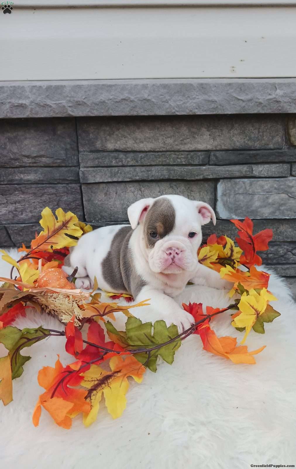 Daisy (Bulldog, Female) in Martinsburg, PA