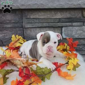 Daisy, English Bulldog Puppy