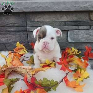 Daisy, English Bulldog Puppy
