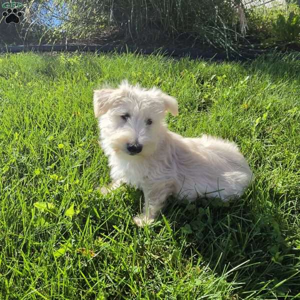 Velma, Scottish Terrier Puppy