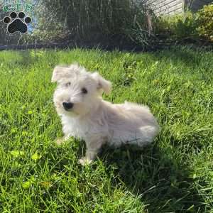 Velma, Scottish Terrier Puppy