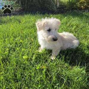 Velma, Scottish Terrier Puppy