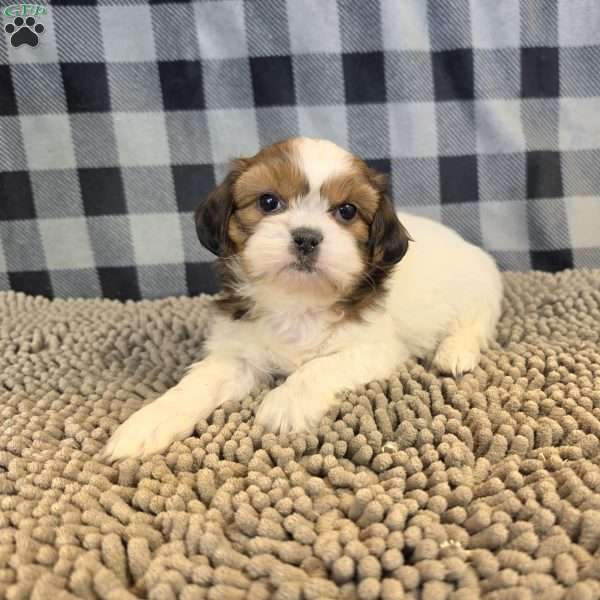 Abe, Shih Tzu Puppy