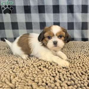 Abe, Shih Tzu Puppy