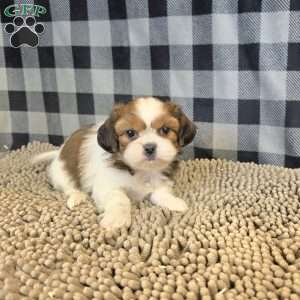 Abe, Shih Tzu Puppy