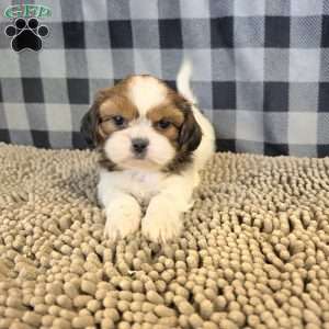 Abe, Shih Tzu Puppy