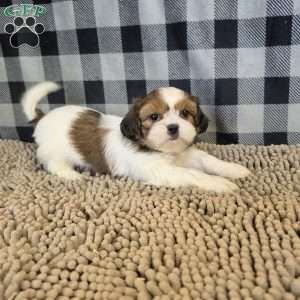 Abe, Shih Tzu Puppy
