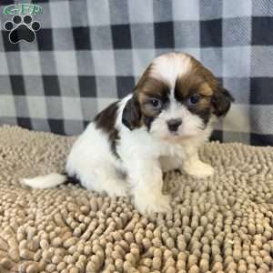 Adam, Shih Tzu Puppy