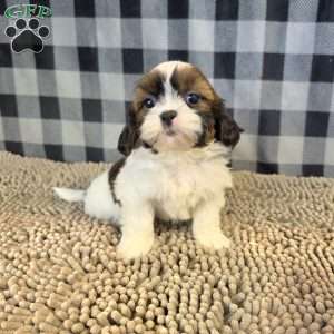 Adam, Shih Tzu Puppy