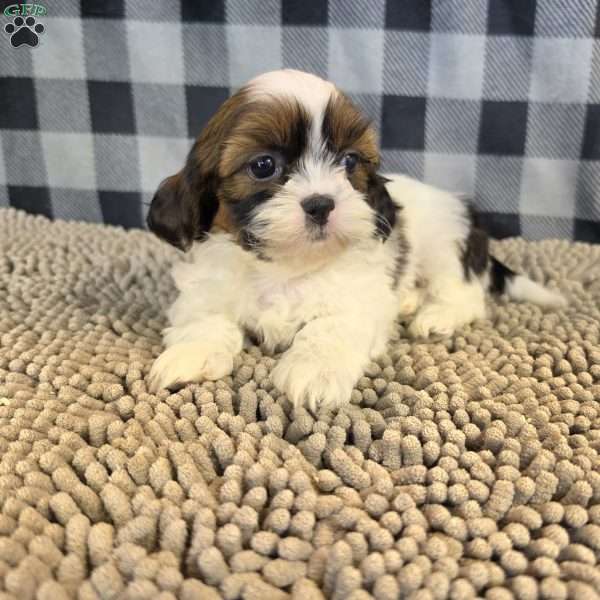 Adam, Shih Tzu Puppy