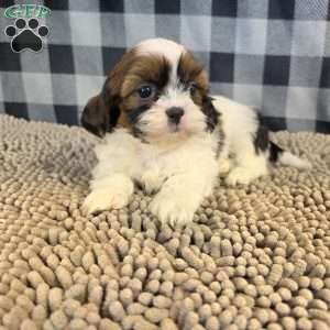 Adam, Shih Tzu Puppy