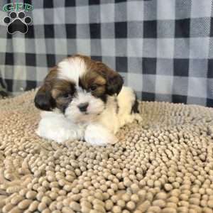Adam, Shih Tzu Puppy