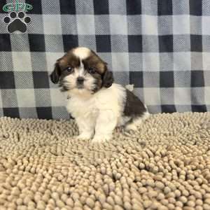 Andy, Shih Tzu Puppy