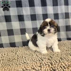 Andy, Shih Tzu Puppy