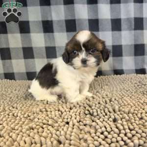 Andy, Shih Tzu Puppy