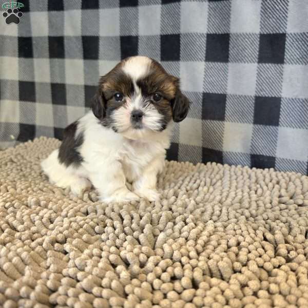 Andy, Shih Tzu Puppy