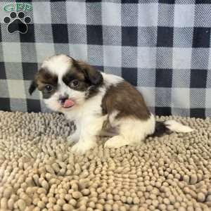 Copy of Andy, Shih Tzu Puppy