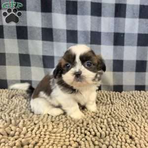 Copy of Andy, Shih Tzu Puppy