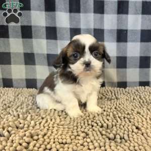 Copy of Andy, Shih Tzu Puppy