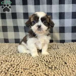 Copy of Andy, Shih Tzu Puppy