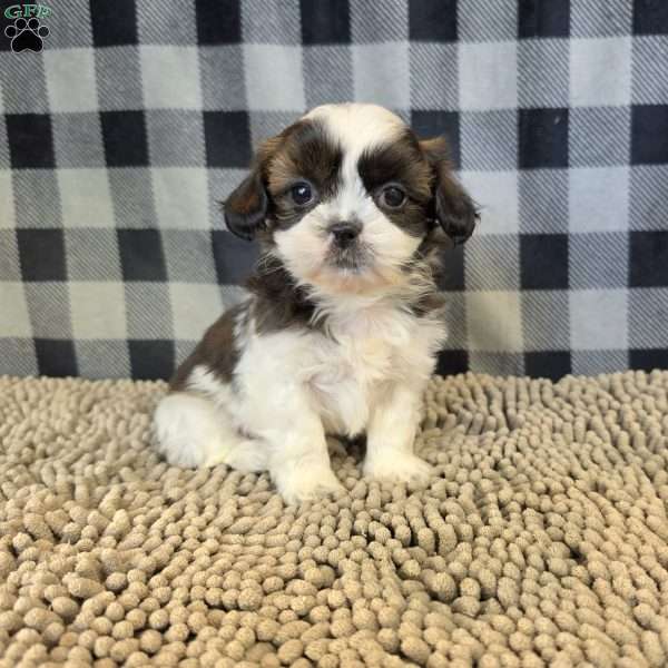 Copy of Andy, Shih Tzu Puppy