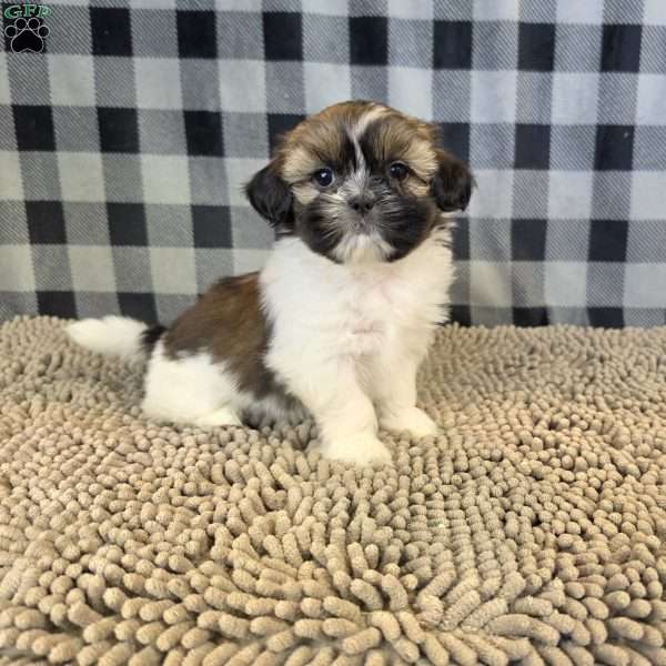 Abby, Shih Tzu Puppy