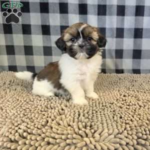Abby, Shih Tzu Puppy