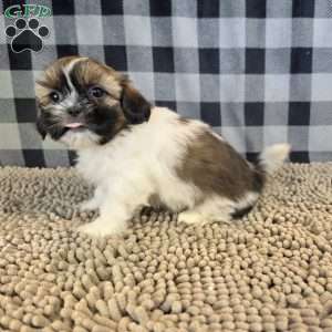Abby, Shih Tzu Puppy