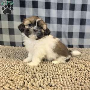 Abby, Shih Tzu Puppy