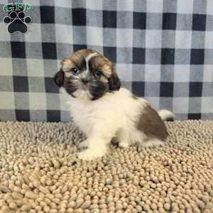 Abby, Shih Tzu Puppy