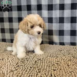 Ricky, Coton de Tulear Mix Puppy