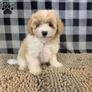 Ricky, Coton de Tulear Mix Puppy