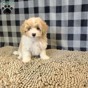 Ricky, Coton de Tulear Mix Puppy