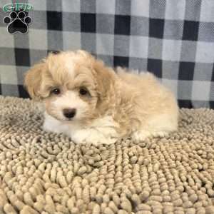 Ricky, Coton de Tulear Mix Puppy