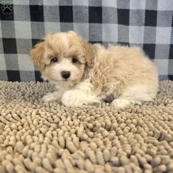 Ricky, Coton de Tulear Mix Puppy